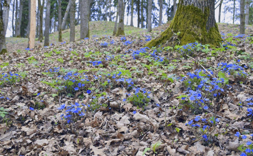 18_SamyluII_1 (1).jpg